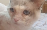 부산 애교쟁이 렉돌 개냥이 ♡두부♡