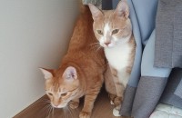 두마리 가족처럼키워주실분 찾습니다