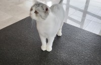 브리티시숏헤어 남아 2마리