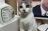 5개월 남아 코숏분양합니다~~