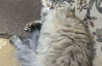 고양이 분양합니다.