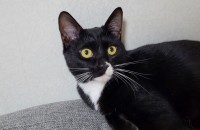 진주시 사시는분 고양이 분양해요 6개월정도에요 봄베이종이에요