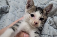 고양이 분양합니다.