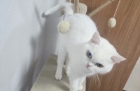 브숏 여아 1살 아이 새가족 찾습니다