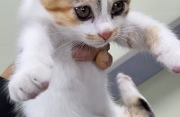 경기도 남양주시 오남읍 삼색냥 여아 가족 찾아요.