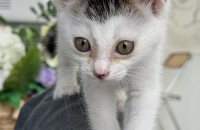 7-8주된 아기냥이 가족찾아요