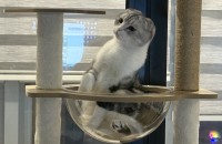 두마리 아이의 가족이되어주세요 !!따로분양은받지않아요!!