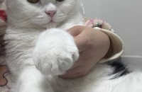 애교많은 개냥이 아이 보냅니다