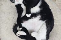 고양이 분양합니다.