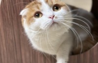 4살 수컷 먼치킨폴드 고양이 분양