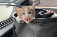 유기된 고양이 분양합니다