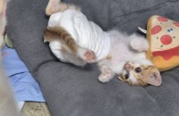 길에 기운없이 있어 임보중인 고양이