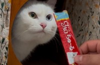 임신한 고양이를 구조해 태어난 오드아이 고양이 분양합니다.(3살 중성화 완료)