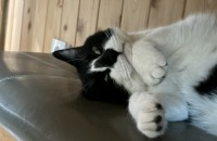 2살 고양이 무료 분양 합니다