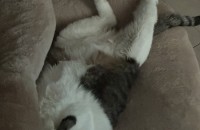 이쁜 애기 사정생겨 분양 보내요