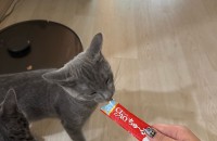 러시안블루 수컷 5개월 분양합니다