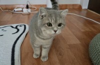 고양이 무료분양 합니다