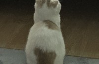 청주 2살 스코티쉬폴드 남아 "비지" 무료분양해요.