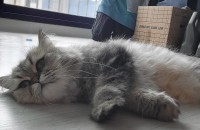 4살 페르시안 여아 성묘분양합니다.