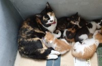 집고양이 새끼 5수 무료분양합니다(충북 제천)