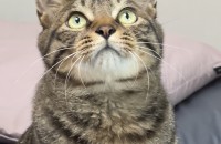 적응만렙 고돌이 입양보내요