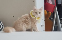 먼치킨 롱레그 분양