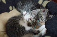 2개월20일 된 아가들 보고가세요^^