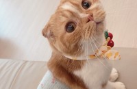 ♥ 개냥이 스코티쉬 폴드 무료 분양합니다