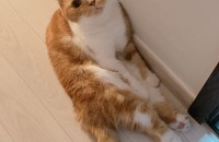 ♥ 얌전하고 사랑스러운 개냥이 스코티쉬 폴드 무료 분양합니다