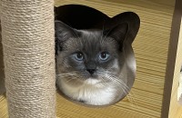 고양이 분양합니다
