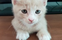 경기도 안성에서 두달된 코숏 여아 3마리 무료 분양해요