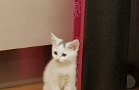 스코티쉬 스트레이트 2달 된 고양이 분양합니다.