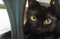 올블랙코숏1살 중성화수술완료~순해요!^^