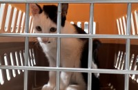 4~5개월된 개냥이 분양받으실분 구합니다 사랑으로 키워주실분만