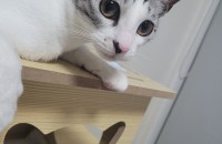 코리안숏헤어 분양합니다.