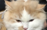 1년된아이 스코티쉬스트레이트