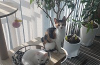 예쁜 자연냥 무료분양합니다