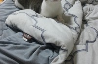 전주 코숏 1살 여아 분양보냅니다~!