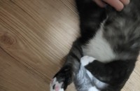 집에서 키우고있는 고양이