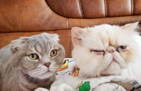 고양이 분양 합니다.