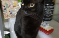 코숏블랙/2마리/암컷 무료분양합니다.