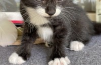 5주 된 코숏 턱시도 아가 분양 합니다!