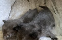 새끼 고양이 두 마리 분양 합니다.