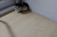 삼색이 아기고양이 무료분양합니다