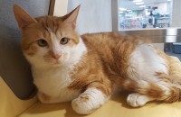 8개월된 코리안 숏 분양합니다