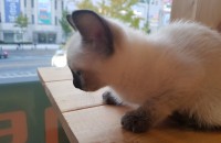 2개월 샴 애기 분양합니다