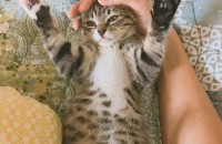 암컷 고양이 분양하려합니다