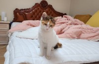 고양이 무료분양