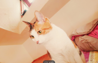 6살 코리안숏헤어 분양보냅니다..