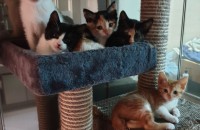 좋은 집사님 찾습니다